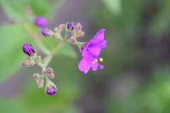 Mirabilis ovata