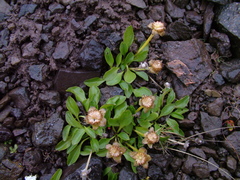 Oxygraphis glacialis