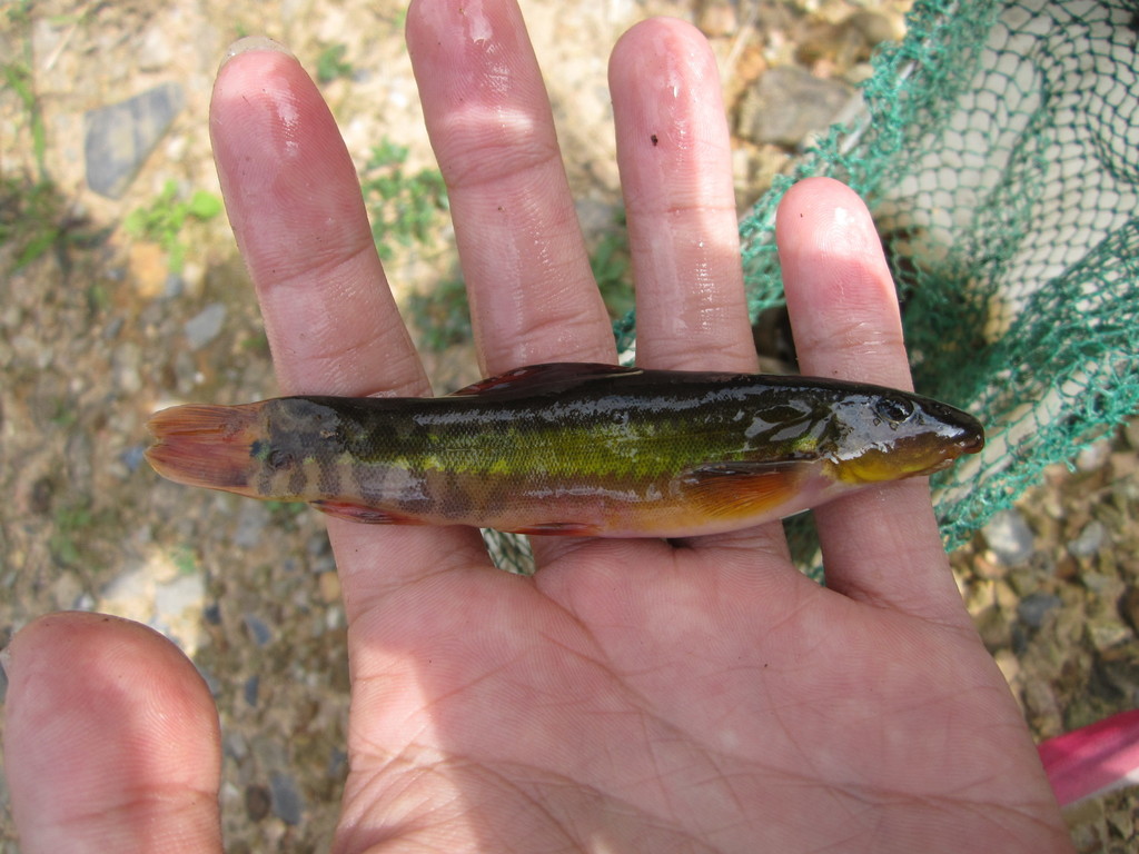 Beautiful Hillstream Loach