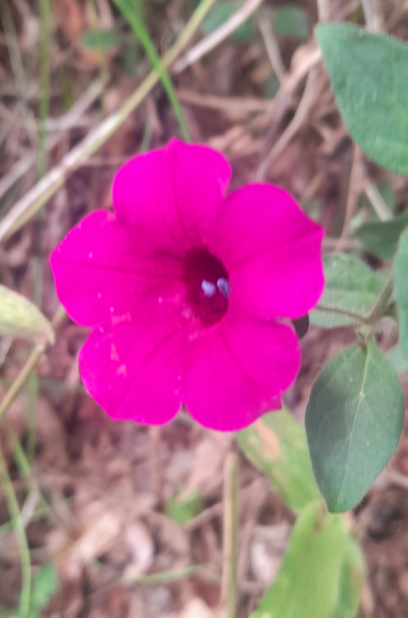 Petunia integrifolia