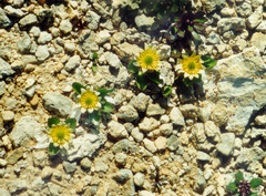 Oxygraphis glacialis