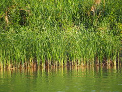 Cyperus malaccensis monophyllus