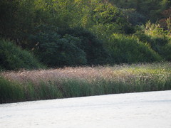 Cyperus malaccensis monophyllus