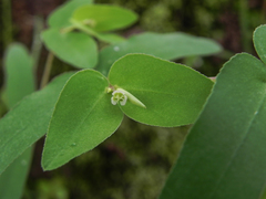 Euphorbia katrajensis