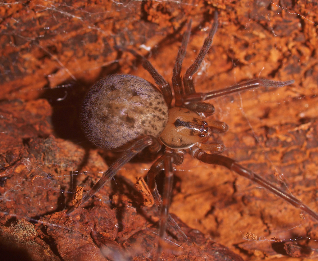 Megadictynid Spiders