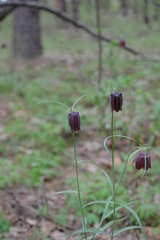 Fritillaria ruthenica