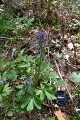 Corydalis solida