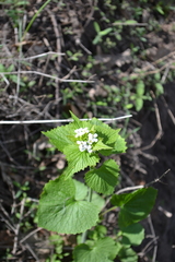 Alliaria petiolata