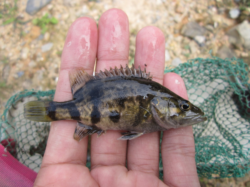 Sharpnose perch (Coreoperca whiteheadi) — Sinipercidae