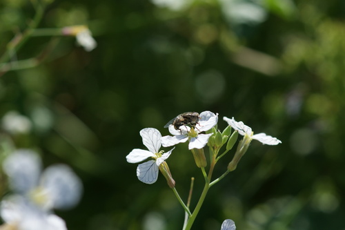 Unknown species found near Upper Newport Bay, Newport Beach, CA 92660, USA