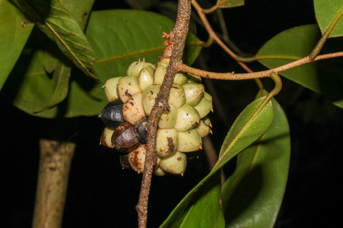 Duguetia quitarensis, 2026-02-02