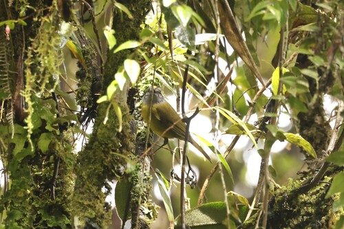 Russet-crowned Warbler (Myiothlypis coronata), photo 3