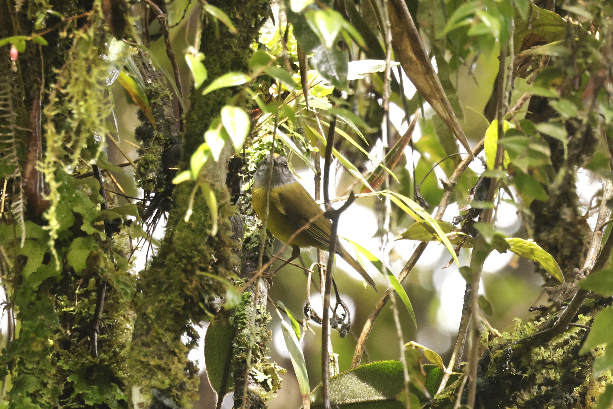 Russet-crowned Warbler (Myiothlypis coronata), photo 3