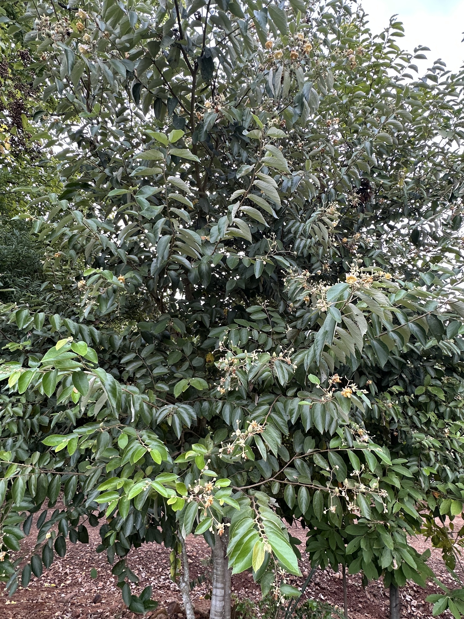 Luehea divaricata