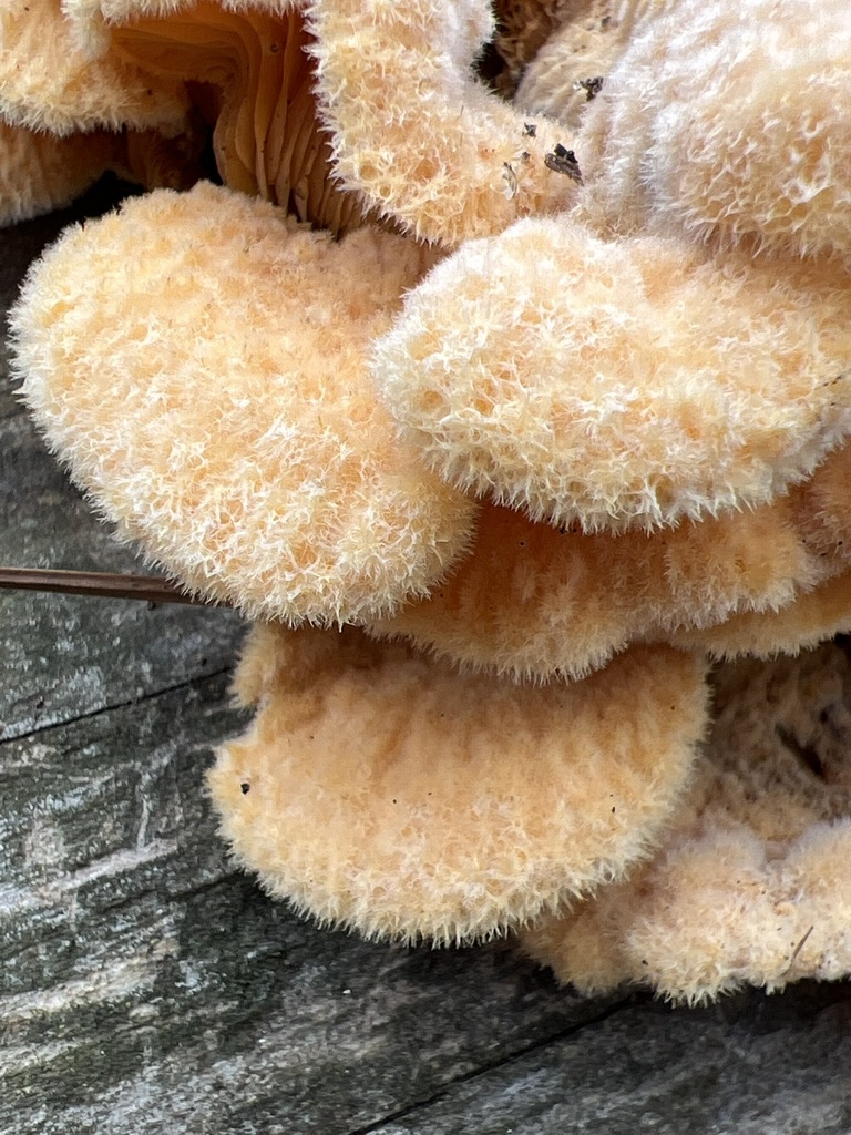Phyllotopsis nidulans · February 2026 · photo: © andyjordan (iNaturalist, cc-by)
