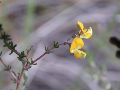 Aspalathus biflora biflora