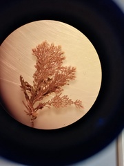 Ellisolandia elongata