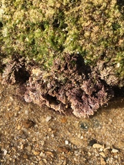 Ellisolandia elongata