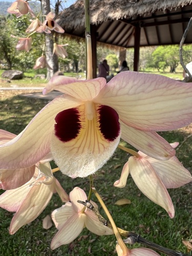 Dendrobium pulchellum, photograph 4