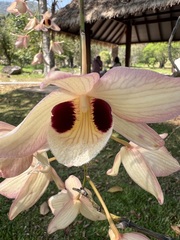 Dendrobium pulchellum, photograph (c) Cheryl McCleary-Catalano, some rights reserved (CC BY)