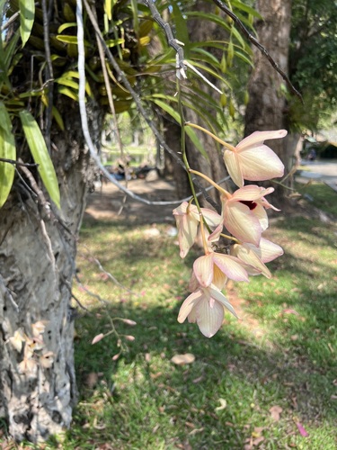 Dendrobium pulchellum, photograph 5