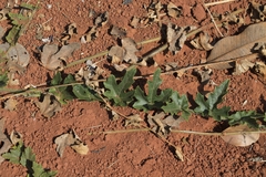 Melothria campestris