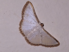 Leuciris fimbriaria