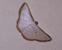 Leuciris fimbriaria