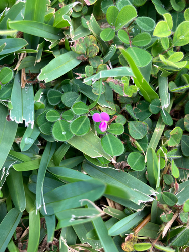 Grona triflora, 2026-03-09
