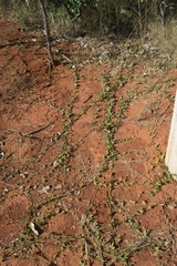 Melothria campestris