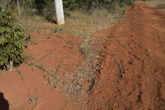 Melothria campestris