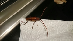 Ochrocydus huttoni