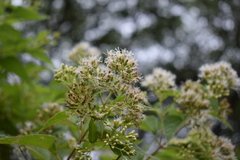 Lorentzianthus viscidus