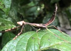 Stagmomantis theophila