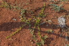 Melothria campestris