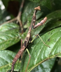Stagmomantis theophila