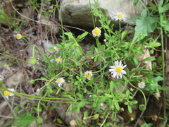 Felicia microcephala