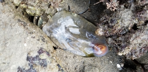 photo of Salps (Salpidae)