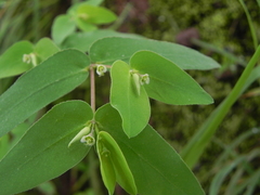 Euphorbia katrajensis