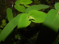 Euphorbia katrajensis