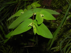 Euphorbia katrajensis