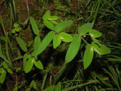 Euphorbia katrajensis