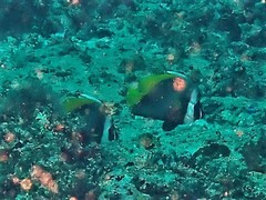 Heniochus singularius