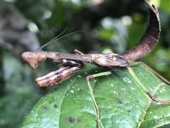 Stagmomantis theophila