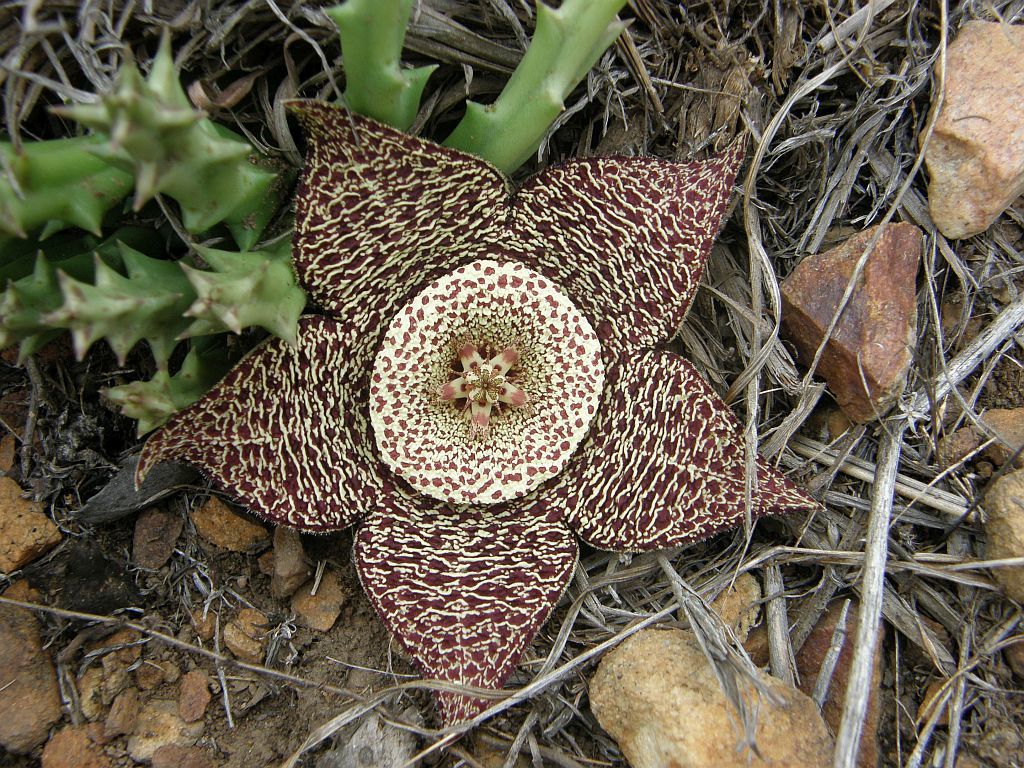 Stapelia x multiflora 3
