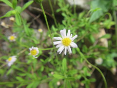 Felicia microcephala