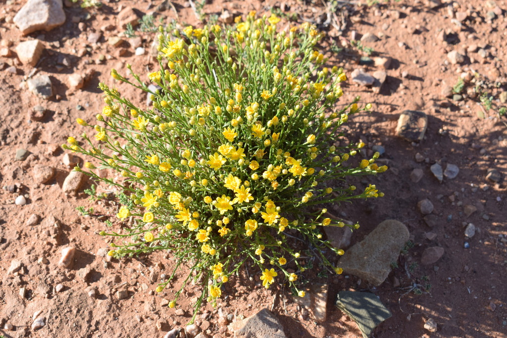 Gutierrezia tortosae