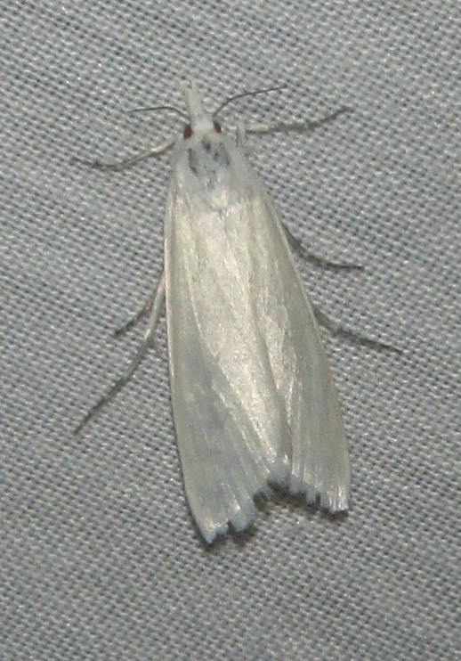 Scirpophaga gilviberbis