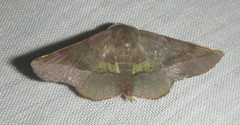 Euexia percnopus