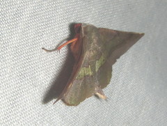 Euexia percnopus